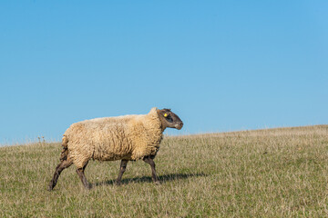 Fototapeta premium Single sheep standing on pasture