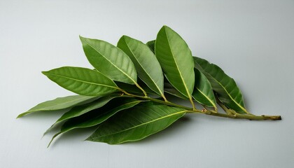 Obraz premium A cluster of Indonesian bay leaves (daun salam), isolated on a soft gray background.