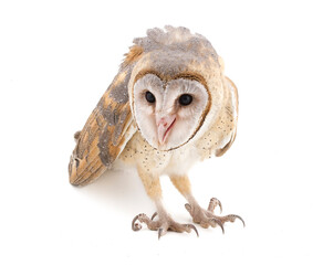 Barn Owl