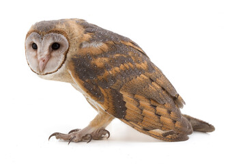 Barn Owl