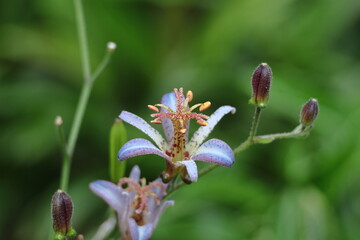 格調高い風情ある花