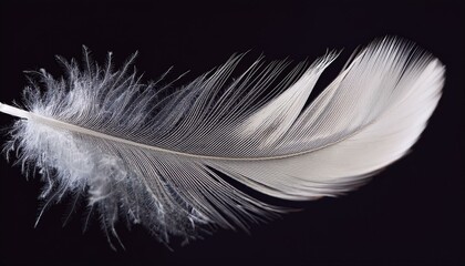 A floating feather with soft white and gray tones on an isolated background capturing its delicate and airy nature