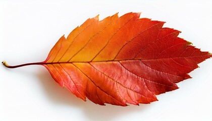 A freshly fallen orange and red autumn leaf with curled edges on an isolated background representing the beauty of fall
