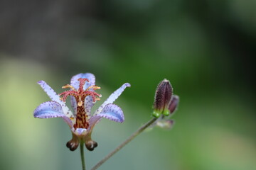 格調高い風情ある花