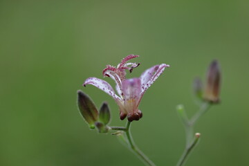 格調高い風情ある花