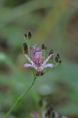格調高い風情ある花