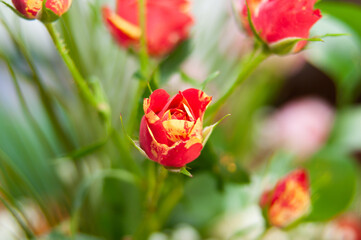 A close up rose from a bouquet in Arta Epirus Greece