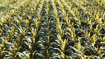 Drone shot of green cornfield at sunset