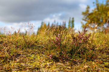 Dry Shrubs in Iceland with Purple Flowers and Grass