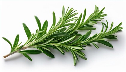 Fototapeta premium A sprig of rosemary with rich green leaves isolated on a white background.