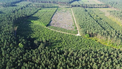 Lush Forest Undergoing Reforestation from Above