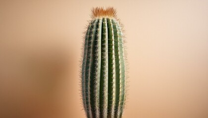 Naklejka premium A tall, textured cactus with no flowers standing against an isolated beige background.