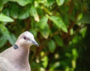 A red-eyed dove isolated against a green leafy background in a suburban garden in South Africa