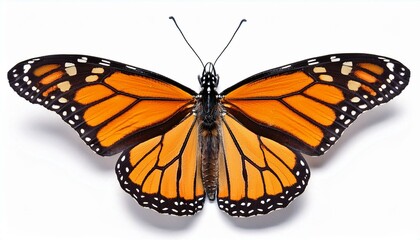 Fototapeta premium A vibrant orange monarch butterfly with open wings isolated on a white background.