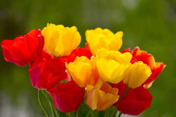 red and yellow tulips