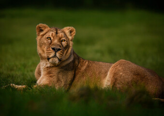 A close up of an Asiatic Lion (Lioness)

