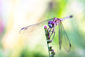 Dragonfly Basking in Morning Sun