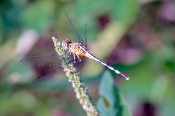 Dragonfly Basking in Morning Sun