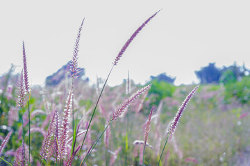 Desho Grass Swaying in Nature