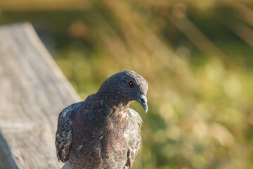 Close up of a Pigeon on docks at the lake