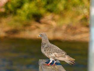 Close up of a Pigeon on docks at the lake
