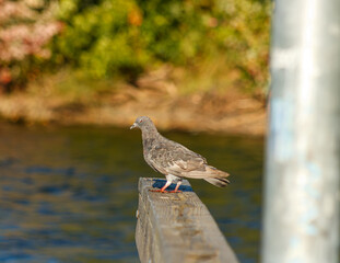 Close up of a Pigeon on docks at the lake