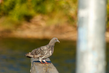 Close up of a Pigeon on docks at the lake