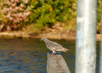Close up of a Pigeon on docks at the lake