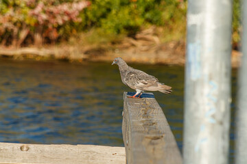 Close up of a Pigeon on docks at the lake