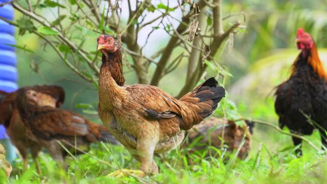 hen and chickens in country farm.