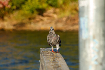 Close up of a Pigeon on docks at the lake