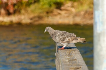 Close up of a Pigeon on docks at the lake