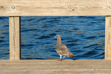 Close up of a Pigeon on docks at the lake