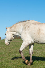 white horse walking on a pasture