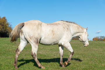 white horse walking on a pasture