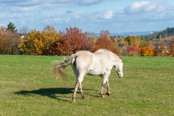 white horse walking on a pasture