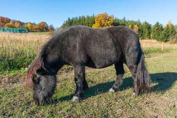 Shetland pony on a pasture