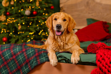 Golden retriever labrador dog in the living room on a warm cozy Christmas evening near a decorated Christmas tree with gifts. Christmas and New Year concept