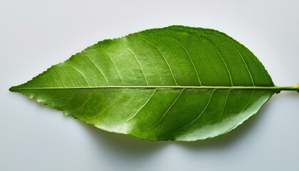 Obraz premium Fresh green lime leaves, placed in a golden ratio composition with one leaf partially torn, on a light background.