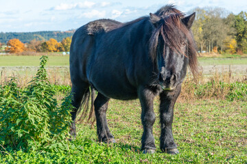 Shetland pony on a pasture