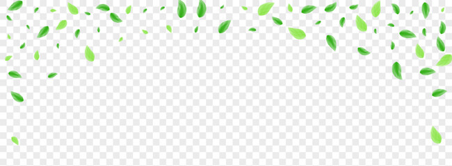 Light Green Leaves Background Transparent Vector. Greenery Modern Frame. Eco Card. Green Growing Design. Plant Abstract.