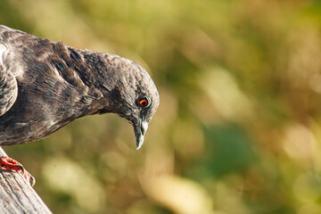 Close up of a Pigeon on docks at the lake