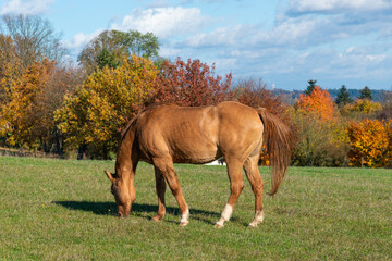 Obraz premium Single horse grazing on a pasture