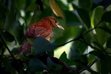 Southern Variable Pitohui perching on tree