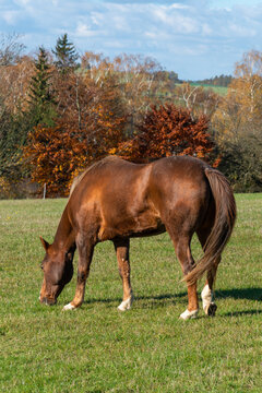 Single horse grazing on a pasture