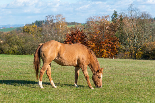 Single horse grazing on a pasture