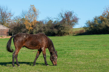 Single horse grazing on a pasture