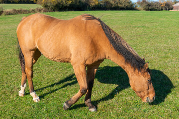 Obraz premium Single horse grazing on a pasture