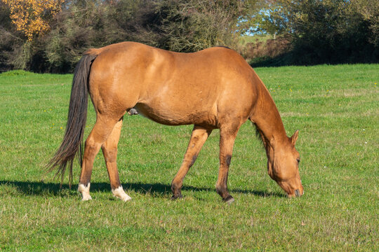 Single horse grazing on a pasture