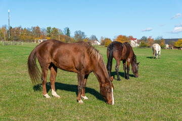 Obraz premium Horses on a pasture during autumn
